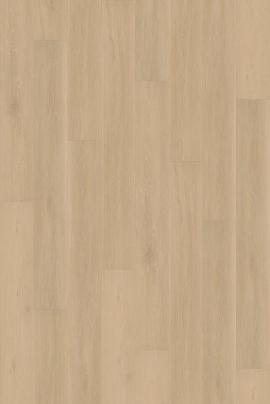 Chesapeake Oak
